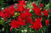 Tulip Red Shine