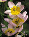 Tulip saxatilis