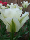Tulip Viridiflora 'Spring Green'