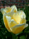 tulipsweetheart.jpg (66261 bytes)