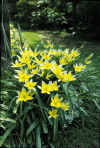 Tulip tarda