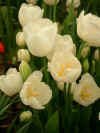 tulip weisse berlin