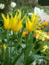 tulip Westpoint 