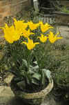 Tulip West Point