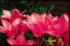 Tulip Marietta