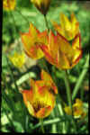 Tulip marjoletti