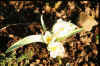 Tulip polychroma