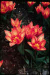 Tulip Shakespeare