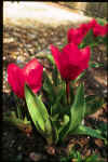 Tulip Show winner