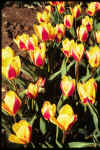 Tulip Stresa
