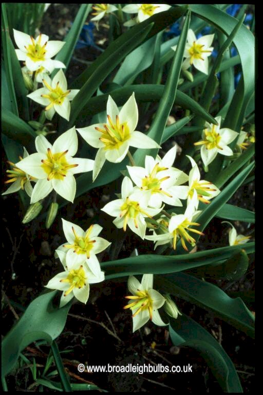 Tulip turkestanica An outstanding species. The spikes