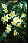 Tulip turkestanica