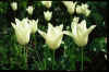Tulipa 'White Triumphator'