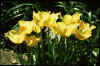 Tulip batalinii Yellow Jewel