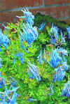 Corydalis flexuosa 'China Blue'