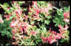 Corydalis solida red shades