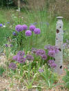 Alliums