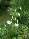 lilium matagon album