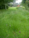 Orchids by pond