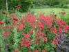 alstroemeria
