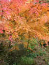 acer.