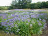 agapanthus collection