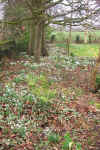 copsesnowdrops.jpg (461041 bytes)