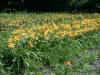 Hemerocallis Collection
