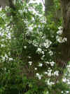 rosepaulsclimber.jpg (97599 bytes)