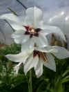 acidanthera