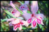 Gladiolus Good Luck