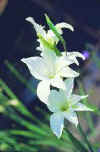 Gladiolus The Bride