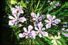 Iris 'Broadleigh Amigita'