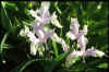 Iris aucheri