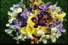 Iris californian mixed