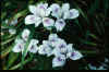 Iris 'Broadleigh Carolyn'