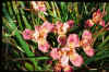Iris 'Broadleigh Dorothy'