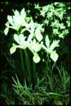 Dutch ( florist ) iris
