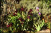 Iris 'Langport Wren'