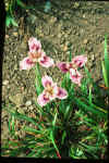 Iris 'Broadleigh Lavinia'