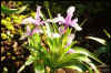 Iris magnifica