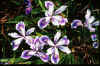 Iris 'Broadleigh Nancy'