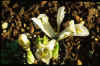 Iris reticulata 'Frank Elder'