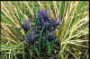Iris reticulata