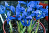 Iris reticulata 'Joyce' 