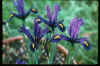 Iris reticulata 'J.S.Dijt'