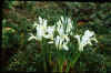 Iris reticulata 'Natascha'
