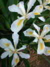 iris agnesj ames