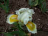 irisamphora.JPG (68229 bytes)