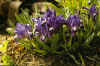 Iris attica